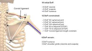 The scapula moves, sliding and rotating on the back, in response to muscle contractions that change the orientation and position of the glenoid. Constraints Applied To The Shoulder Girdle And Humerus De Groot Download Scientific Diagram