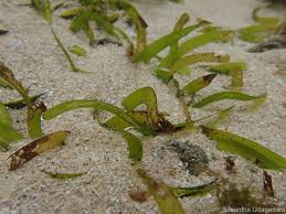 Image result for Thalassia hemprichii