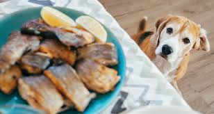 Dog Owners May Be Tempted To Sneak A Few Table Scraps To Their Pets Especially Around The Holidays Here Is A List Of Known Foods Can Dogs Eat Dog Eating Food