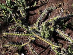 Image result for Euphorbia zambesiana