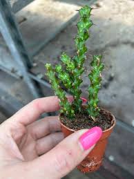 Image result for Euphorbia schinzii