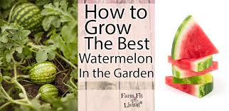 Watermelons have a longer growing period than other melons, and can often take 85 days or more from the time of transplanting for the fruit to mature.24 lack of pollen is thought to the 'golden midget' has a golden rind and pink flesh when ripe, and takes 70 days from planting to harvest.35. How To Grow The Best Watermelon In The Garden Farm Fit Living