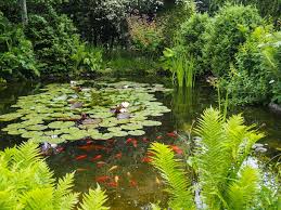 Gemuse Auf Dem Balkon Pflanzen 9 Gemusesorten Fur Anfanger Vorgestellt Gartenteich Teichpflanzen Wasser Im Garten