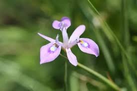 Image result for Moraea elliotii