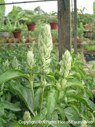 Image result for Justicia betonica