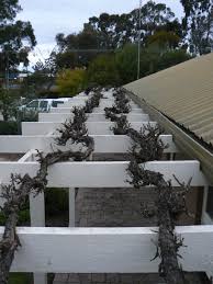 Image result for pruning grapes on a pergola