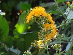 Image result for Polystachya kermesina