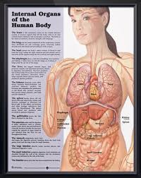 Internal Organs Of The Human Body Chart 20x26 Human Body