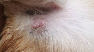 Symptoms of stomach cancer in dogs. Mast Cell Tumor In Dogs Mastocytoma Signs Treatment