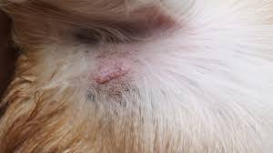 Between 60 to 80 percent of skin tumors in dogs are benign, meaning if you notice a lump on your dog's skin, there's a good chance it won't be anything to worry about. Mast Cell Tumor In Dogs Mastocytoma Signs Treatment