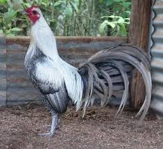 Pelea capreolus lives throughout south africa, mainly in upland areas but descending onto sand dunes in the cape. Imagenes De Gallos De Pelea Gratis Para Descargar Chickens Backyard Fancy Chickens Chickens