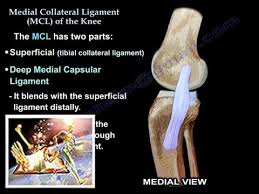 This page is about the various possible meanings of the acronym. Medial Collateral Ligament Of The Knee Everything You Need To Know Dr Nabil Ebraheim Youtube