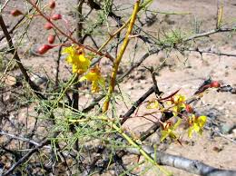 Image result for Parkinsonia africana