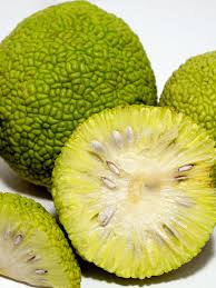 Image result for Maclura