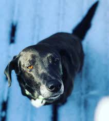 Visit our website for details on how you can help! Private Parker Pet Rehoming Services Rehome A Dog Cat Puppy Kitten In Parker Co