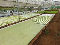 Dwc Aquaponics Farm Greenhouses Hydroponics Interlocking Raft Hydroponic Grow Bed Floating Raft Systems China Float Raft Floating Raft Made In China Com