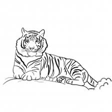 Color in this picture of a baby tiger and share it with others today! Top 20 Free Printable Tiger Coloring Pages Online