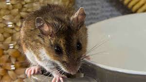 With years of experience in the pest control industry, termite and pest control inc. Pest Control Company Termite Control Services Abilene Tx A Town Pest Control
