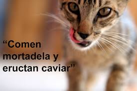 About press copyright contact us creators advertise developers terms privacy policy & safety how youtube works test new features press copyright contact us creators. Las 15 Mejores Frases De Moria Casan Contadas Por Gatitos