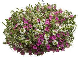 Sioux city, sergeant bluff, hinton, merrill, le mars, lawton, south sioux city, dakota dunes and north sioux city. Whirlwind White Fan Flower Scaevola Aemula Images Proven Winners Container Gardening Flowers Container Gardening Patio Container Gardening