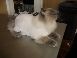 2,486 likes · 20 talking about this. Cat Haircuts Cat Grooms Nj Cat Naps Cattery