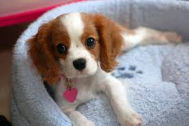 Find the perfect puppy for you and your family. Best 55 Cavalier King Charles Wallpaper On Hipwallpaper Cavalier King Charles Wallpaper Cavalier Desktop Backgrounds And Virginia Cavalier Swimmers Wallpaper