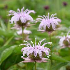 Maybe you would like to learn more about one of these? Eastern Beebalm Monarda Bradburiana Lurie Garden