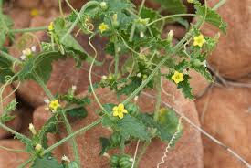 Image result for Cucumis maderaspatanus