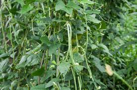 Image result for Vigna unguiculata