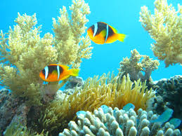 Clown Fish Red Sea Eilat Israel Clown Fish Fish Pet Fish
