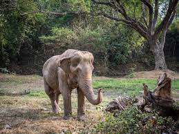 A disturbing image of an elephant with a deformed spine shows the brutal toll that tourist rides can have