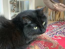 Then Will I Swear Beauty Herself Is Black And All They Foul That Thy Complexion Lack Complexion Animals Cats