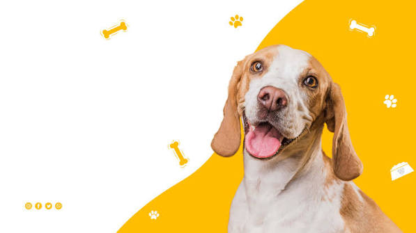Pet Supplies