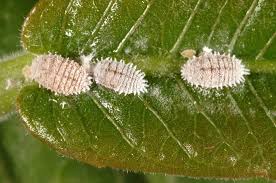Image result for Mealybug cucumber