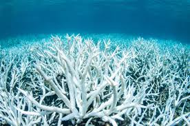 The official tourism page for the southern great barrier reef. Great Barrier Reef Hit By Third Major Bleaching Event In Five Years