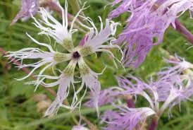 Doch was können fremde damit überhaupt anfangen? Prachtnelke Dianthus Superbus L