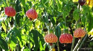 Image result for Abutilon sp.no.2