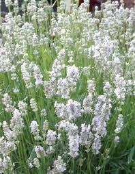 Lavender Edelweiss Silverleaf Greenhouses Lavender Garden Lavender Jeans Edelweiss