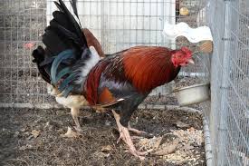 Maybe you would like to learn more about one of these? Allen Roundhead For Sale Allen Roundhead Gamefowl For Sale