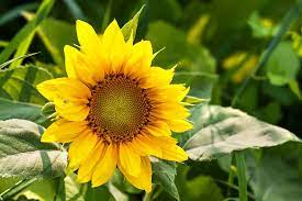 Plant the seeds close together, 9 to 12 inches apart, and in full sun. When To Plant Sunflowers In Texas Pepper S Home Garden