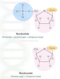 Difference Between Nucleotide And Nucleoside Biologi