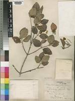 Image result for Androstachys