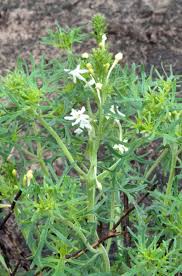 Image result for Chascanum hederaceum