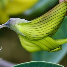 Image result for Crotalaria filicaulis