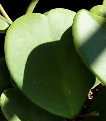 They are unique flowers because they have dozens of stamens and petals, rather than the usual 5 to the blooms that are light pink with red centers are the relatively rare nichol's hedgehog cactus (echinocereus nicholii), which has a more limited natural. Big Thick Heart Shaped Leaves Cactus Jungle