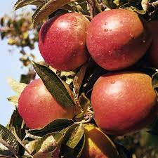 We did not find results for: Braeburn Apple Tree Dwarf For Pots Or Small Gardens Buy Online In United Arab Emirates At Desertcart Ae Productid 57665196