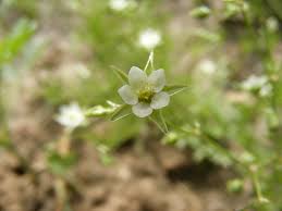 Image result for Spergula