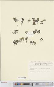 Image result for Triainolepis sancta