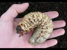We did not find results for: Lifetime Of A Gigantic Dynastes Hercules Rhinoceros Beetle Incredible Rhinoceros Beetle Beetle Hercules Beetle