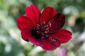 What is the most exotic flower. Five Of The Rarest And Most Exotic Flower Species In The World Clubs Of America